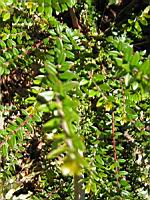 Myrte, Myrtus Communis, F. Microphylla (fam Myrtacees) (region mediteraneenne) (Photo F. Mrugala) (1)